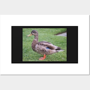 Duck portrait Posters and Art